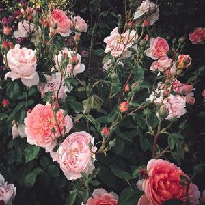 杨颖大胸被揉到高潮下不了床
